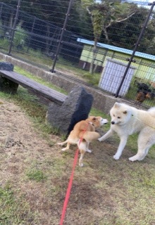 島犬かえ 八丈島クラウンダイバース じゅ の海と島の暮らし