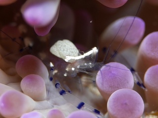 _2690041.jpg