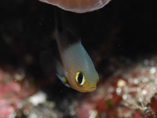 _2690056.jpg
